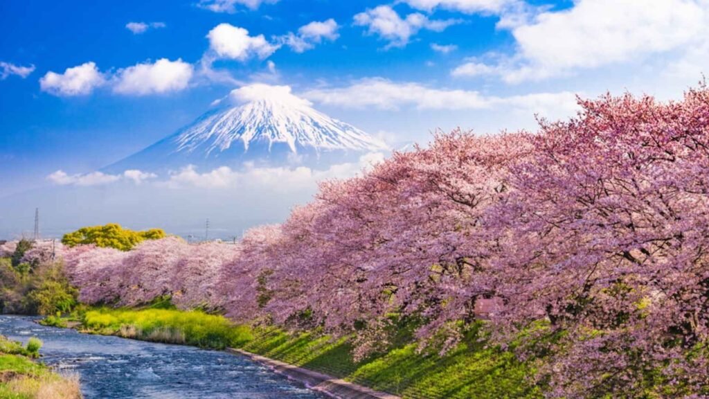 Spring (March to May) in Japan: Cherry Blossoms & Festivals